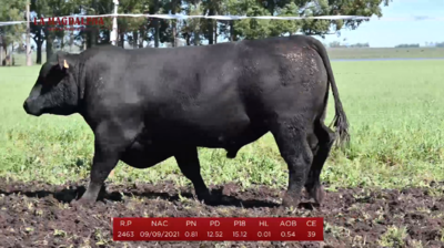 Lote Brete 18 - Angus