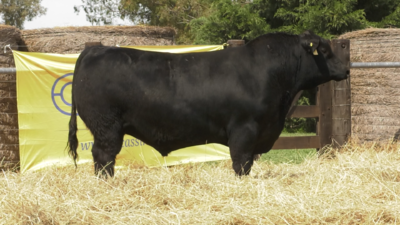 Lote TOROS ABERDEEN ANGUS PP "ARNAULD" y "Portofino"