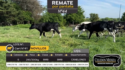 Lote 6 Novillos en Colonia