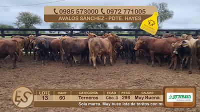 Lote Lote 13