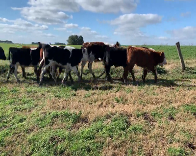 Lote 14 Terneros 4 HE X RA,  1 RA,  5 NO X HE,  2 AA X HO,  2 HE X HO 131kg - , Colonia