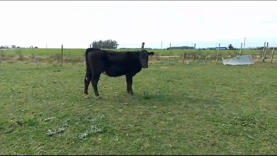 Lote Vaquillonas  Holando 350kg -  en Picada Varela