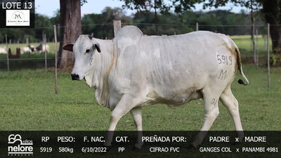 Lote LOTE 13