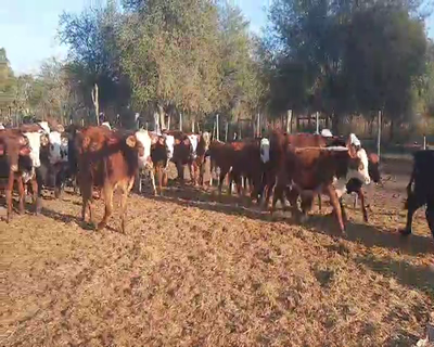 Lote 90 Terneros en Matara, Santiago del Estero