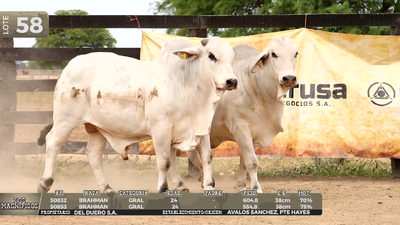 Lote LOTE 58