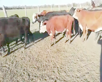 Lote 24 Vacas CUT preñadas en Villaguay, Entre Ríos