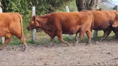 Lote ANGUS “EL CALÁ” de R. Garat VAQUILLONAS PC COLORADAS
