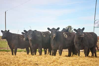 Lote "TRES MOLINOS"  Vaquillas MAS Preñadas