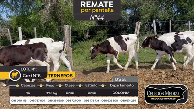 Lote 16 Terneros en Artilleros, Colonia