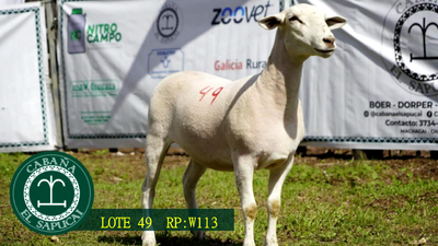 Lote RP W113