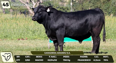 Lote LOTE 45- CAMPO