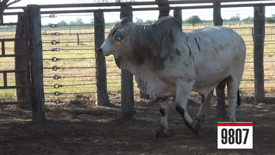 Lote Brahman
