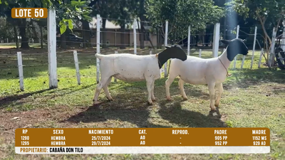 Lote LOTE 50 - DESTACADO