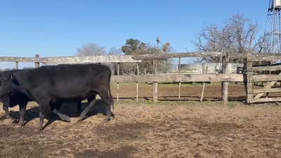 Lote 48 Vacas nuevas C/ gtia de preñez en San Vicente, Buenos Aires