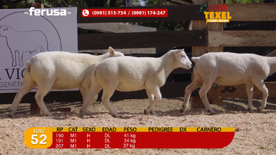 Lote Lote 52