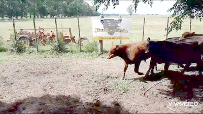 Lote 18 Terneros/as