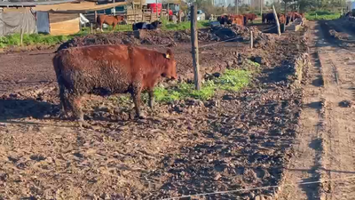 Lote 15 Vaquilla Gorda en Linares, VII  Región Maule