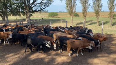 Lote 110 Terneros en Esquina, Corrientes