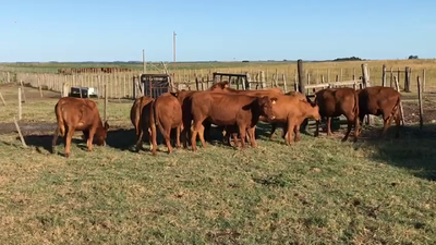 Lote (Vendido)12 Vaquillonas 1 a 2 años ANGUS 280kg -  en AGRACIADA