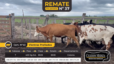 Lote 7 Vacas preñadas en La Horqueta, Colonia