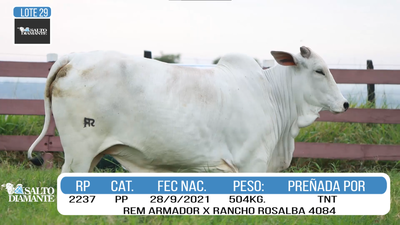 Lote LOTE 29