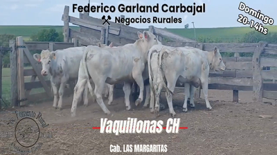 Lote 6 Vaquillonas 1 a 2 años CHAROLAIS en OMBUES DE LAVALLE