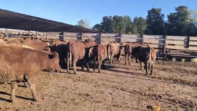 Lote 40 Vaquilla Gorda en Los Ángeles, VIII Región Biobío
