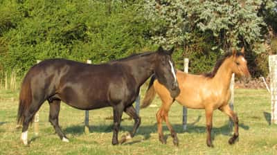 Lote Negrura Don Miguel