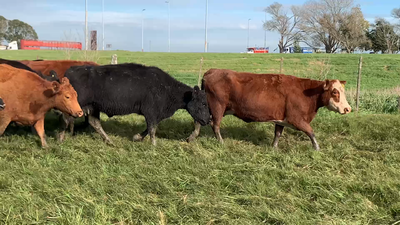 Lote 61 Vacas nuevas Preñadas en Dolores, Buenos Aires