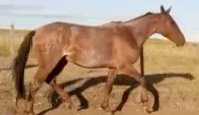 Lote Guaco del Ceibal