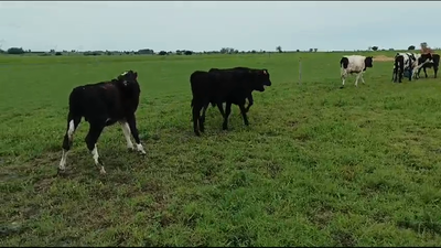 Lote 8 Terneros Holando y Cruzas en Libertad