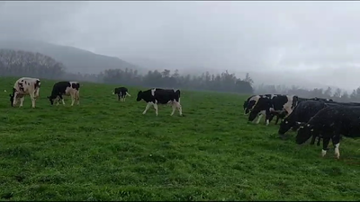 Lote 24 Novillo Gordo en Mariquina, XIV Región Los Ríos