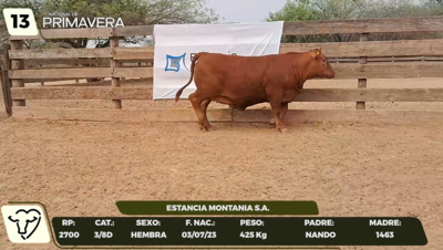 Lote LOTE 13- JUNIOR