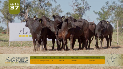 Lote LOTE 37