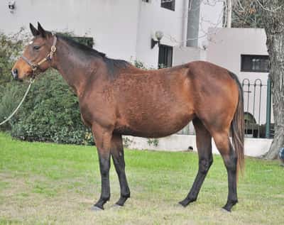 Lote TEIMOSA