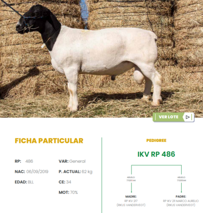 Lote LOTE 35