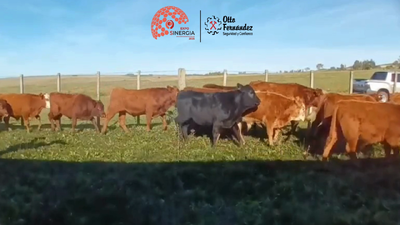Lote Lote 12