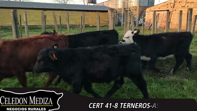 Lote 8 Terneros y Terneras en Canelón Chico, Canelones