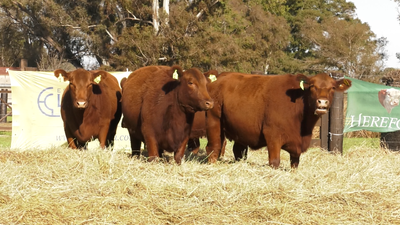 Lote VACAS SEGUNDA PARICION ANGUS PURO CONTROLADAS