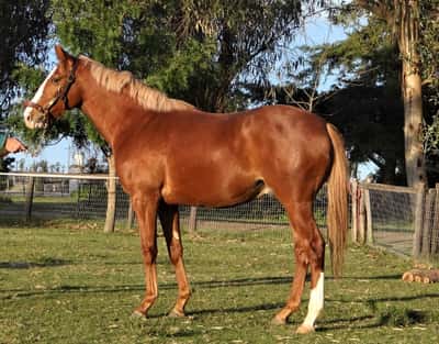 Lote JANTO