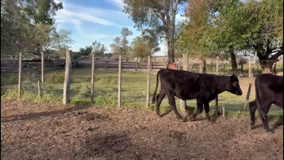 Lote VAQUILLONAS 1-2 AÑOS