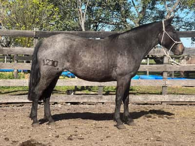 Lote ELENA RUMBEADORA