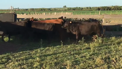 Lote (Vendido)5 Vaquillonas 1 a 2 años ANGUS 340kg -  en NUEVA PALMIRA