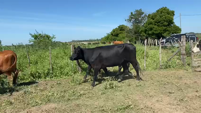 Lote 17 Vacas nuevas C/ cria en La Plata, Buenos Aires