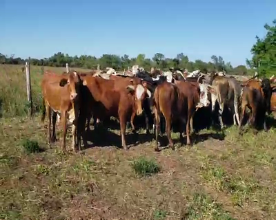 Lote 57 Novillos en Empedrado, Corrientes