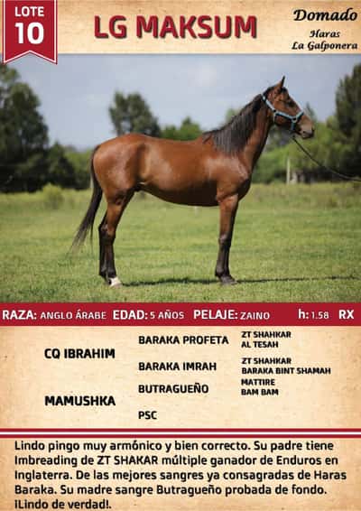Lote LG MAKSUM