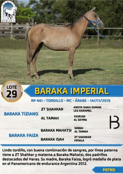 Lote BARAKA IMPERIAL