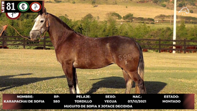 Lote LOTE 81