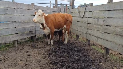Lote (Vendido)2 Piezas de cría HE en Sierras de Mahoma