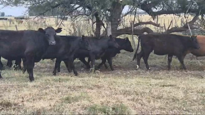 Lote 61 Terneros/as